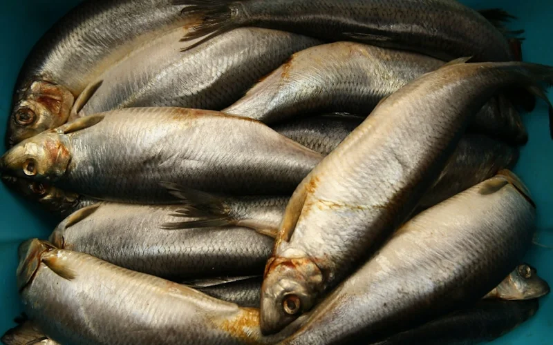 se